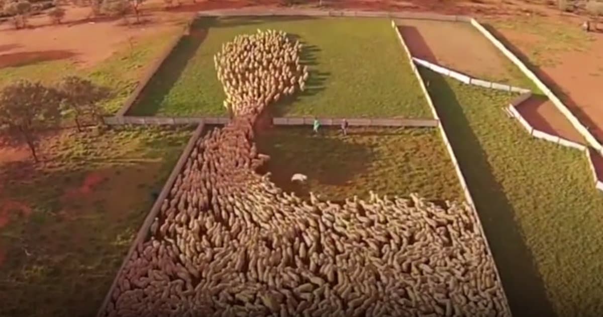 VIDEO: Fascinujúce obrazy, ktoré vytvorili ovce