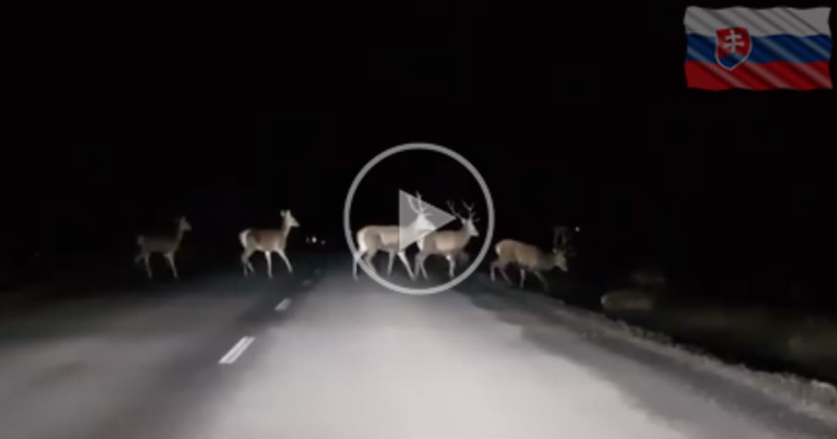 Tomuto Slovákovi sa naskytol jedinečný pohlaď! Pozri sa, čo mu zablokovalo cestu