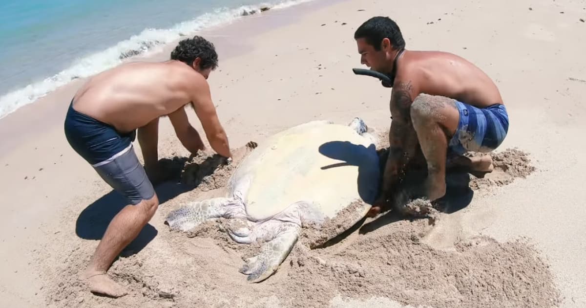 VIDEO: Bez ich pomoci by táto korytnačka už asi nežila