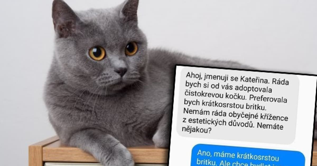 Chcela adoptovať mačku. Na svoju absurdnú požiadavku dostala absurdnú odpoveď