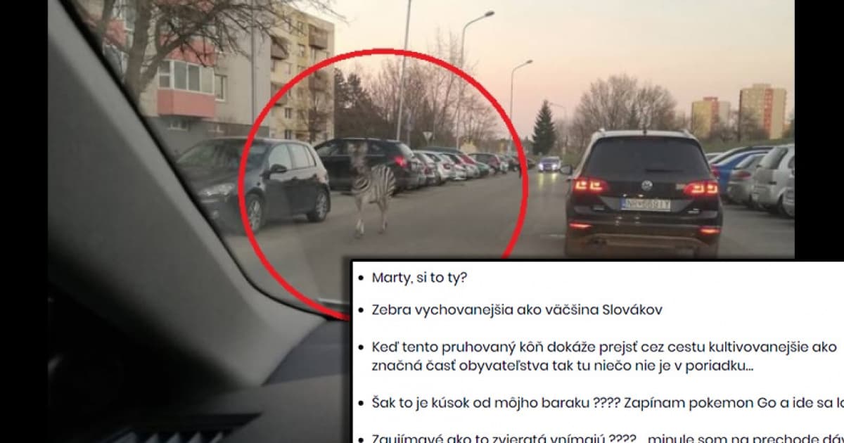 Po Nitre sa včera prechádzala zebra. Skutočná! Internet zaplavili vtipné komentáre