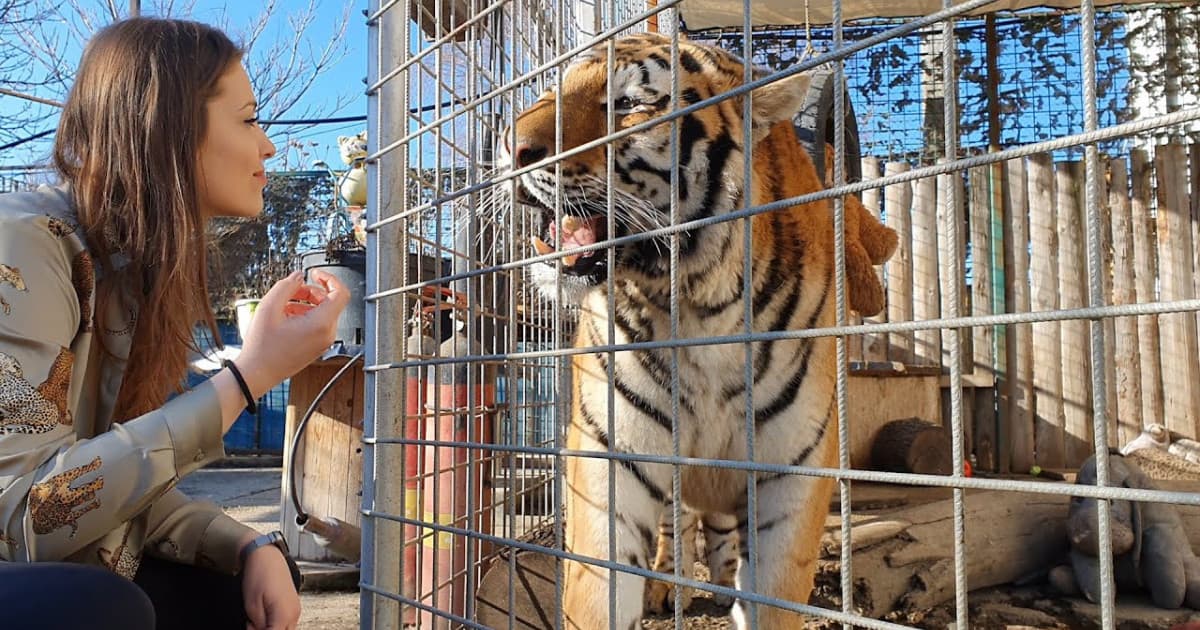 Oáza sibírskeho tigra: "Ľudia k nám chodia, keď chcú otehotnieť alebo po tigrie výkaly"
