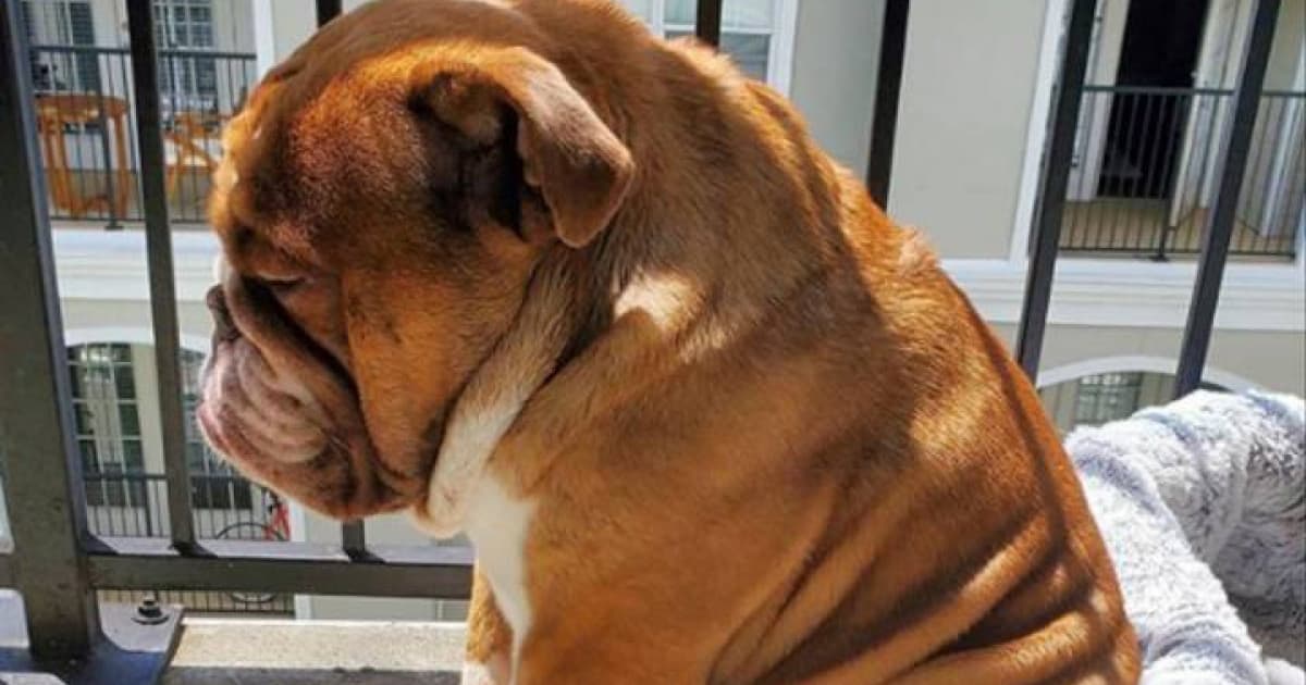 Buldog hviezdou internetu! Ľudí dojala jeho fotka, na ktorej sa počas karantény smutne díva z balkóna