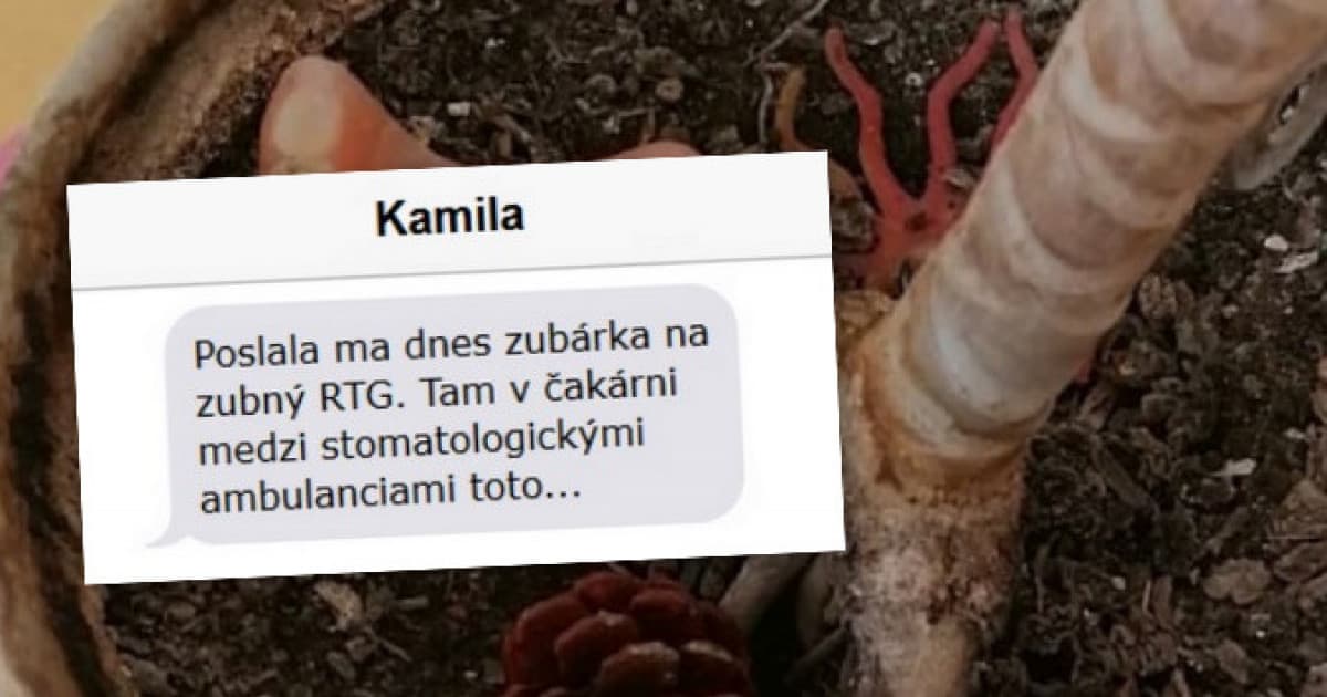 Kamila bola dnes u zubárky. Pred röntgenom v kvetináči objavila toto...
