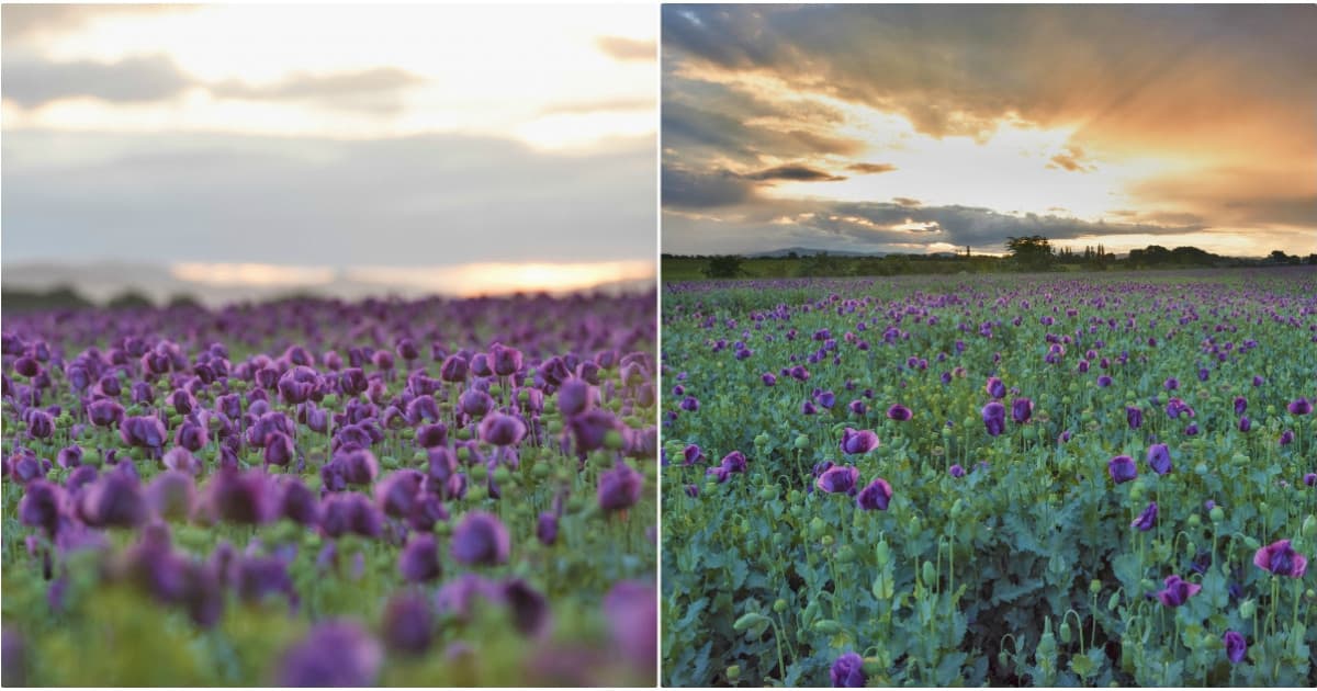 Mak siaty premenil polia pri Trnave na fialové more. Tieto fotografie uchvátili celé Slovensko