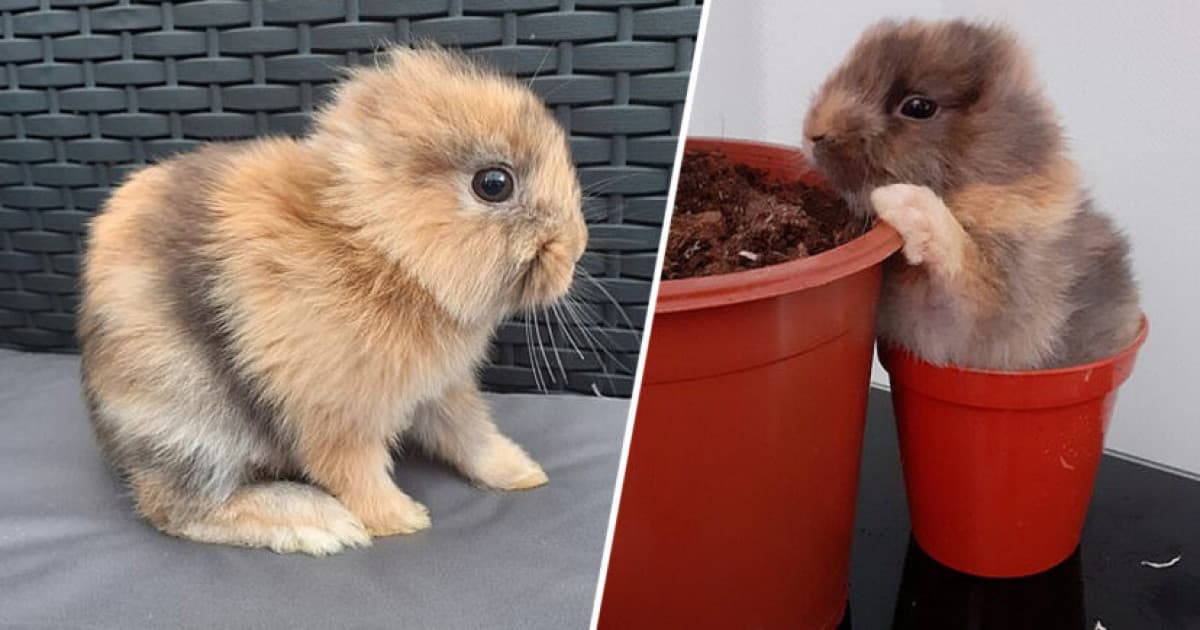 Tento rozkošný králik sa narodil bez uší. Ľudia si ho zamilovali, pretože vraj vyzerá ako malý lev