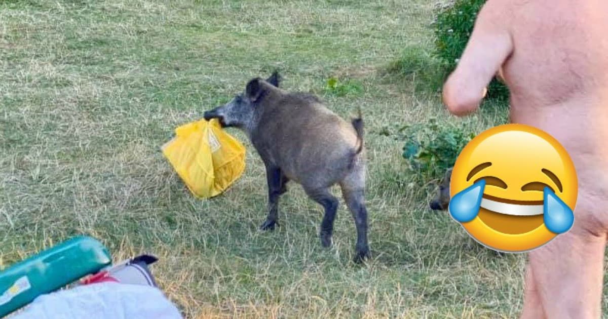 Neuveriteľná situácia v Košiciach. Diviak mu ukradol plavky, naháňal ho po celom kúpalisku