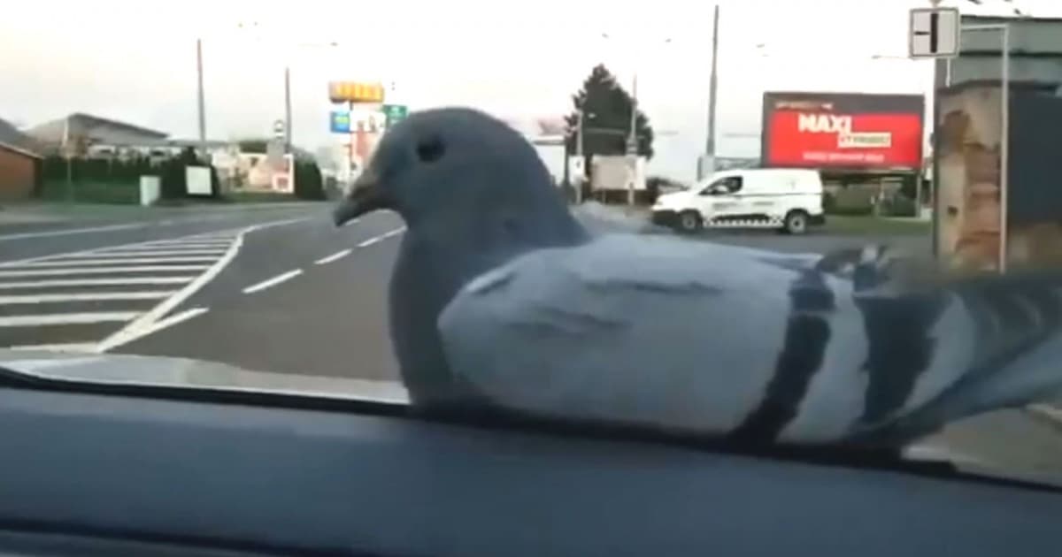 Vyplašil ho pes, tak sa nechal odviesť preč policajnou hliadkou. O holubovi z Česka píšu už aj svetové médiá!