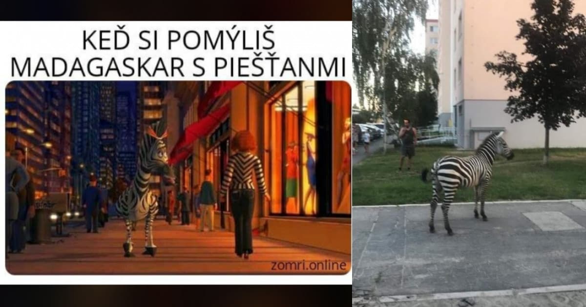 Po sídlisku v Piešťanoch sa včera prechádzala zebra. Internet zaplavili vtipné reakcie