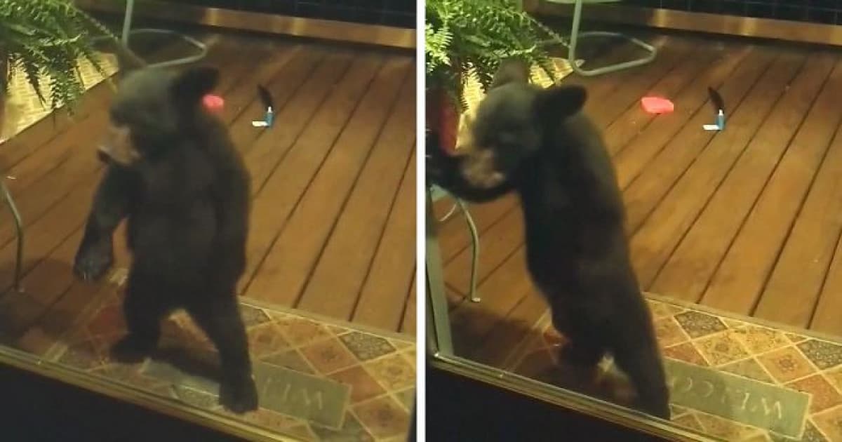 Rodine na terasu zavítalo medvieďa. O chvíľu prišla jeho mama a urobila niečo, čo zaujalo milióny ľudí