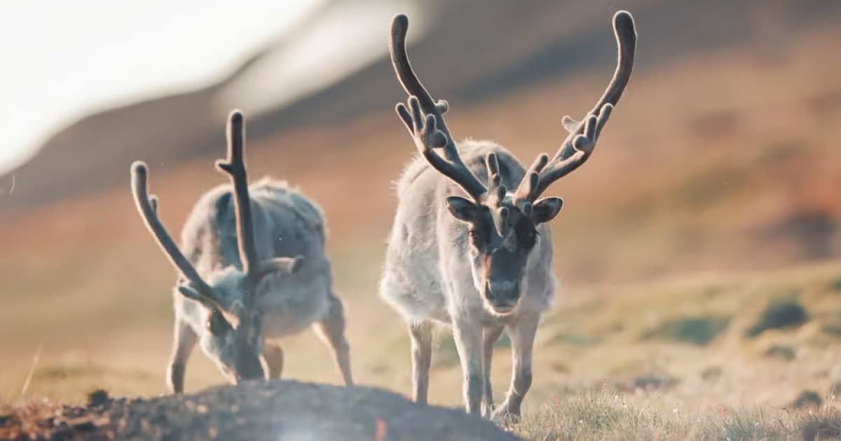 Slováci natočili úžasné video z najsevernejšieho miesta na planéte